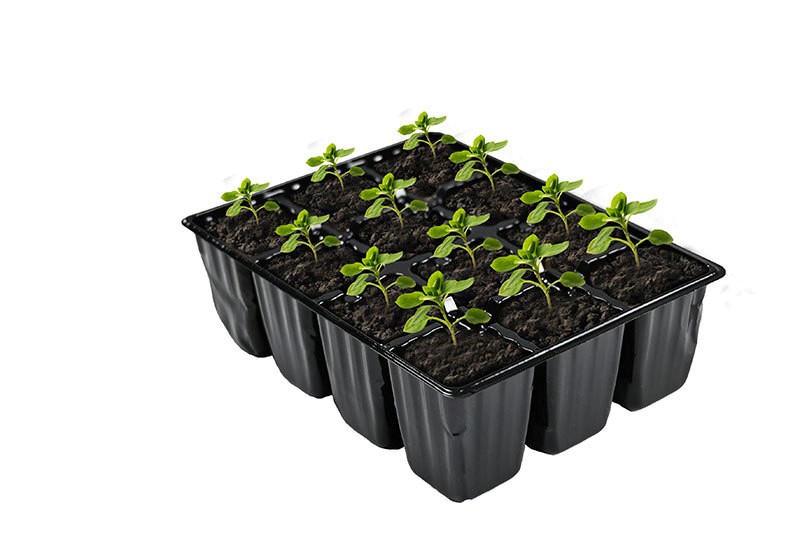 12-Cell Plastic Seedling Tray